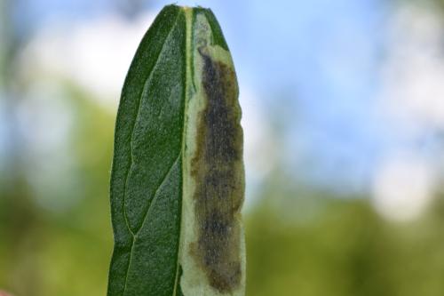 Agromyza sp.
